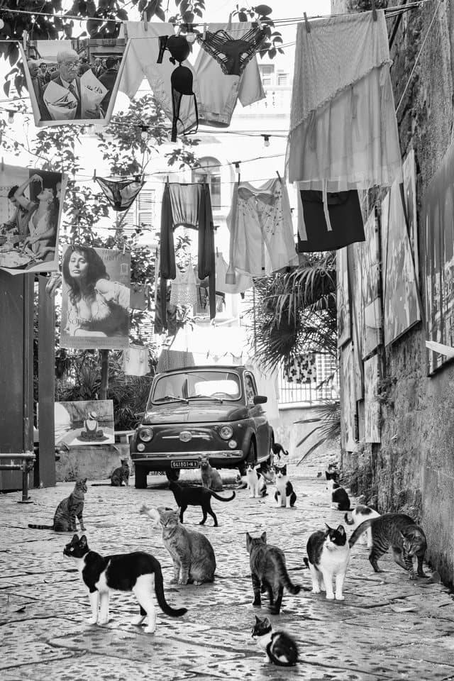 500 Cats in Sorrento 